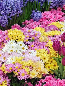 Preview wallpaper chrysanthemums, tulips, flower, flowerbed, beauty