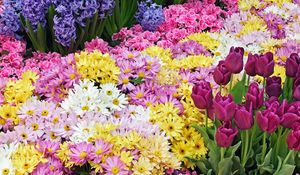 Preview wallpaper chrysanthemums, tulips, flower, flowerbed, beauty