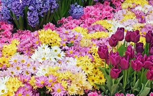 Preview wallpaper chrysanthemums, tulips, flower, flowerbed, beauty