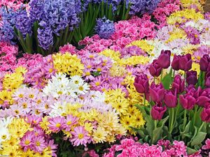 Preview wallpaper chrysanthemums, tulips, flower, flowerbed, beauty