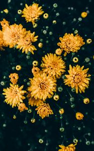 Preview wallpaper chrysanthemums, yellow, flowers, bloom, plant