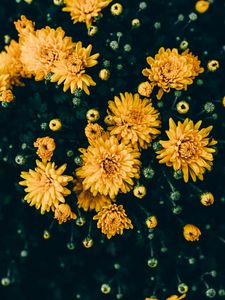 Preview wallpaper chrysanthemums, yellow, flowers, bloom, plant