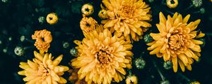 Preview wallpaper chrysanthemums, yellow, flowers, bloom, plant