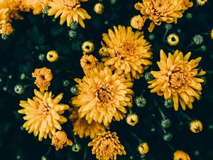 Preview wallpaper chrysanthemums, yellow, flowers, bloom, plant