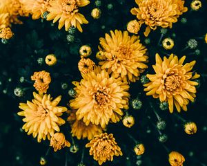 Preview wallpaper chrysanthemums, yellow, flowers, bloom, plant