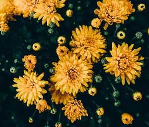 Preview wallpaper chrysanthemums, yellow, flowers, bloom, plant