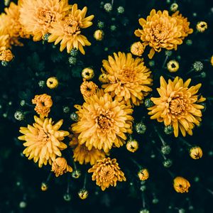 Preview wallpaper chrysanthemums, yellow, flowers, bloom, plant