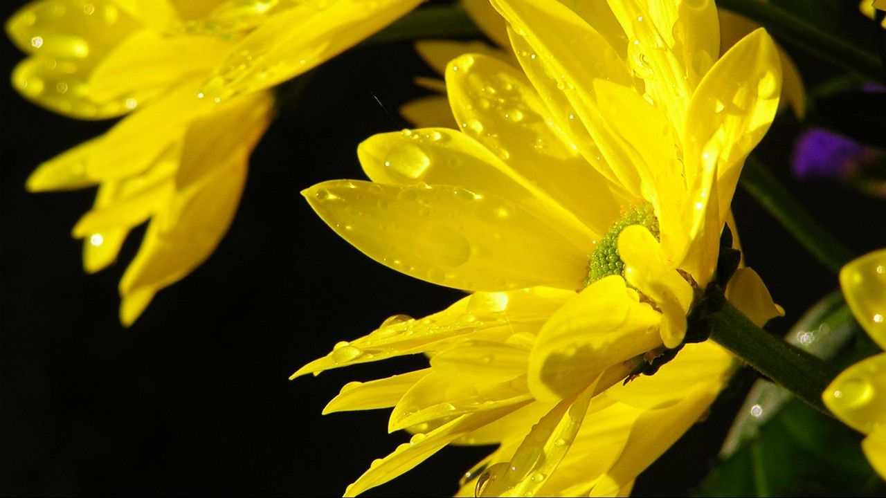 Wallpaper chrysanthemums, yellow, macro, flowers, drops, water, sun