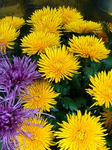 Preview wallpaper chrysanthemums, yellow, purple, flower