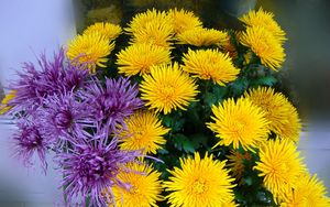 Preview wallpaper chrysanthemums, yellow, purple, flower