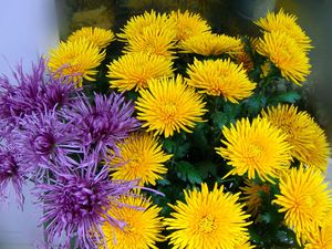 Preview wallpaper chrysanthemums, yellow, purple, flower