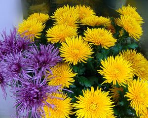 Preview wallpaper chrysanthemums, yellow, purple, flower