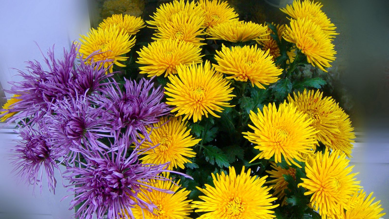 Download wallpaper 1600x900 chrysanthemums, yellow, purple, flower