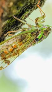 Preview wallpaper cicada, animal, insect, close-up