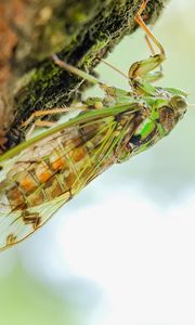 Preview wallpaper cicada, animal, insect, close-up