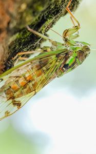 Preview wallpaper cicada, animal, insect, close-up