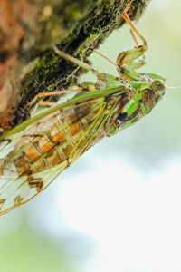 Preview wallpaper cicada, animal, insect, close-up