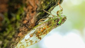 Preview wallpaper cicada, animal, insect, close-up