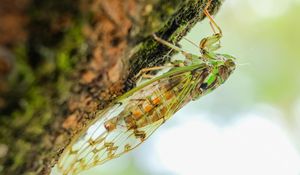 Preview wallpaper cicada, animal, insect, close-up