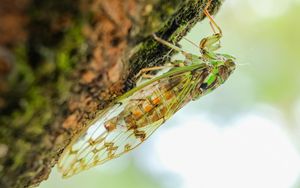 Preview wallpaper cicada, animal, insect, close-up