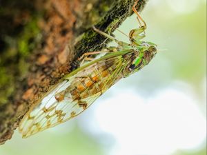 Preview wallpaper cicada, animal, insect, close-up