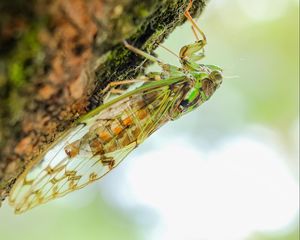 Preview wallpaper cicada, animal, insect, close-up