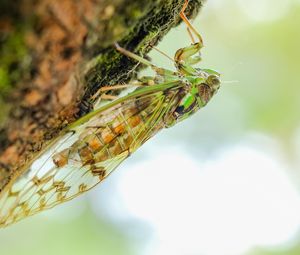 Preview wallpaper cicada, animal, insect, close-up