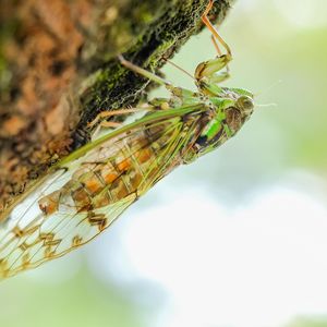 Preview wallpaper cicada, animal, insect, close-up