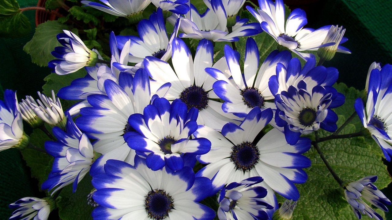 Wallpaper cineraria, flower, bright, colorful, beauty