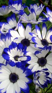 Preview wallpaper cineraria, flower, bright, colorful, beauty