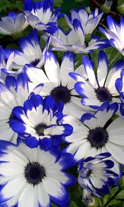 Preview wallpaper cineraria, flower, bright, colorful, beauty