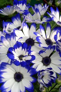 Preview wallpaper cineraria, flower, bright, colorful, beauty