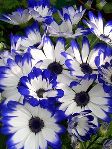 Preview wallpaper cineraria, flower, bright, colorful, beauty