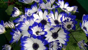 Preview wallpaper cineraria, flower, bright, colorful, beauty