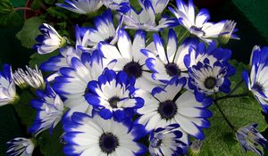 Preview wallpaper cineraria, flower, bright, colorful, beauty