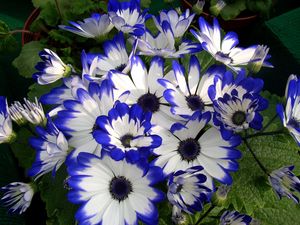 Preview wallpaper cineraria, flower, bright, colorful, beauty