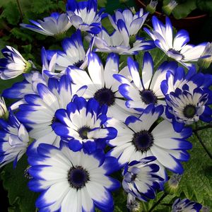 Preview wallpaper cineraria, flower, bright, colorful, beauty