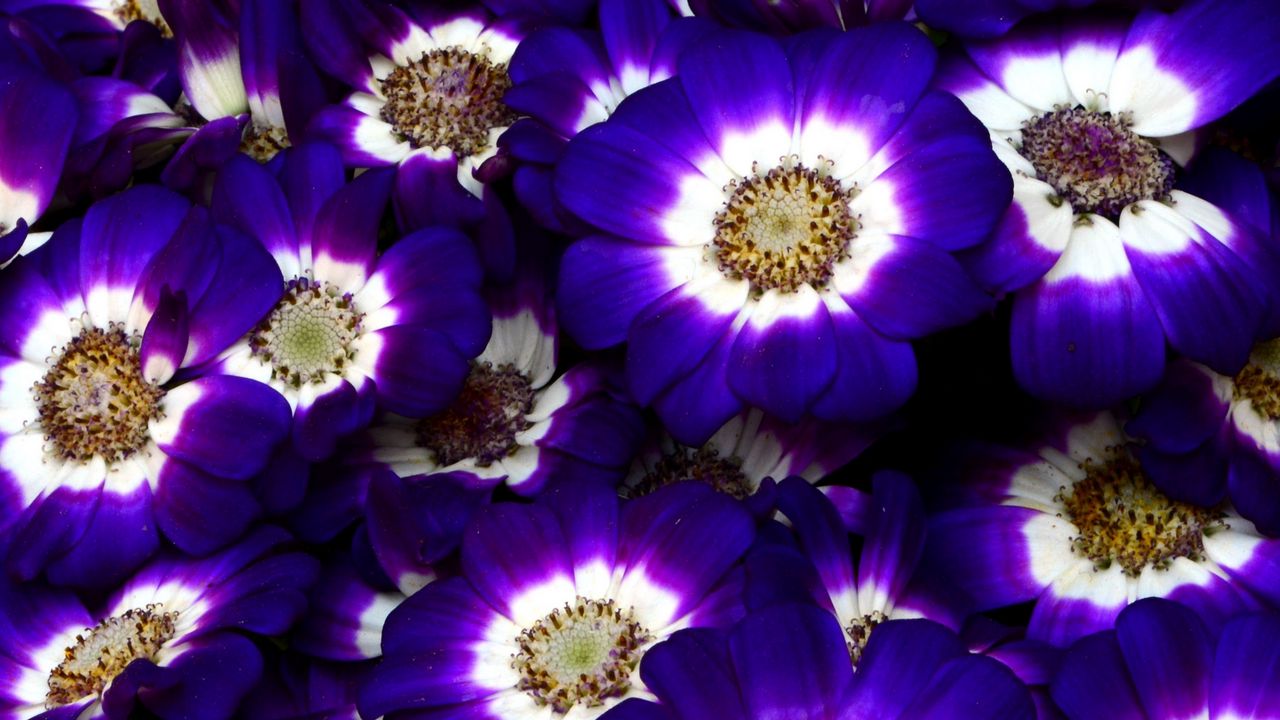 Wallpaper cineraria, flowers, bright, colorful, close-up