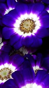 Preview wallpaper cineraria, flowers, bright, colorful, close-up