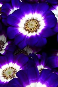 Preview wallpaper cineraria, flowers, bright, colorful, close-up