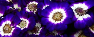 Preview wallpaper cineraria, flowers, bright, colorful, close-up