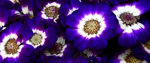 Preview wallpaper cineraria, flowers, bright, colorful, close-up