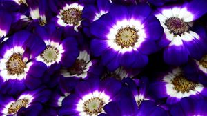 Preview wallpaper cineraria, flowers, bright, colorful, close-up