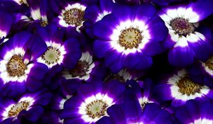 Preview wallpaper cineraria, flowers, bright, colorful, close-up