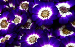 Preview wallpaper cineraria, flowers, bright, colorful, close-up