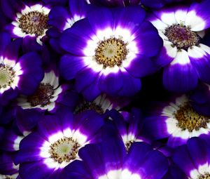 Preview wallpaper cineraria, flowers, bright, colorful, close-up