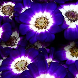 Preview wallpaper cineraria, flowers, bright, colorful, close-up
