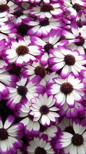 Preview wallpaper cineraria, flowers, bright, colorful, petals