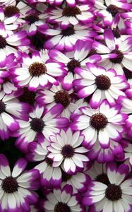 Preview wallpaper cineraria, flowers, bright, colorful, petals