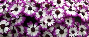 Preview wallpaper cineraria, flowers, bright, colorful, petals